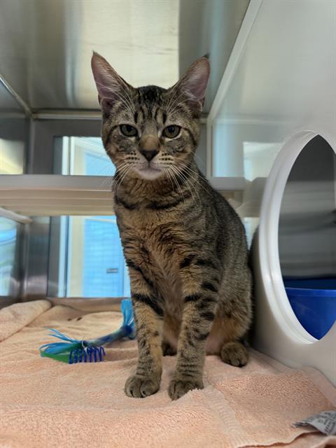 picture of the cat needing adoption