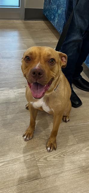picture of the dog needing adoption