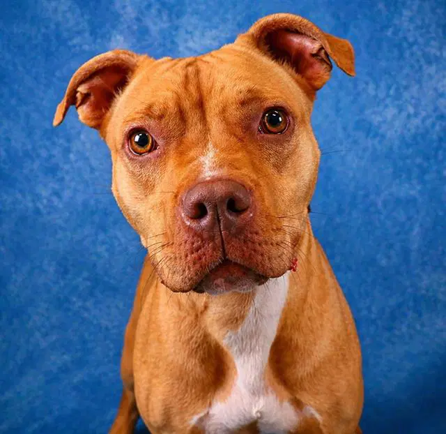 Toastie - Pit Bull Terrier