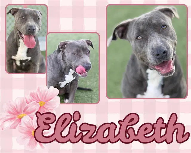 Elizabeth - Pit Bull Terrier
