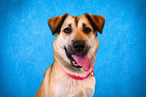 LESLIE, an adoptable German Shepherd Dog in Pearland, TX