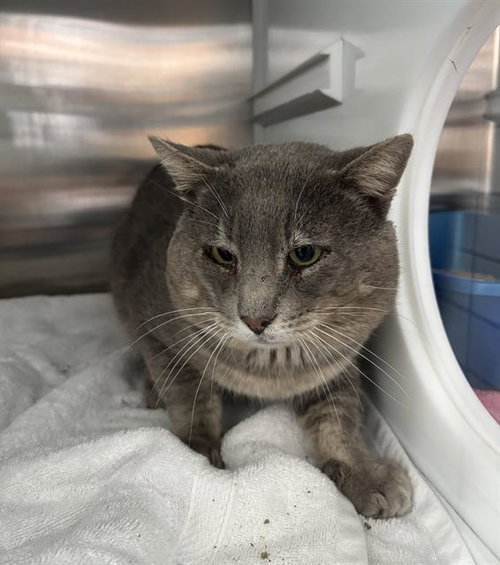 picture of the cat needing adoption
