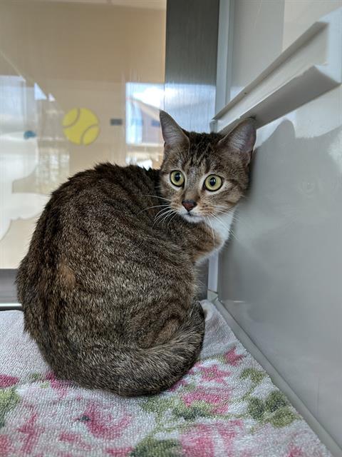 picture of the cat needing adoption