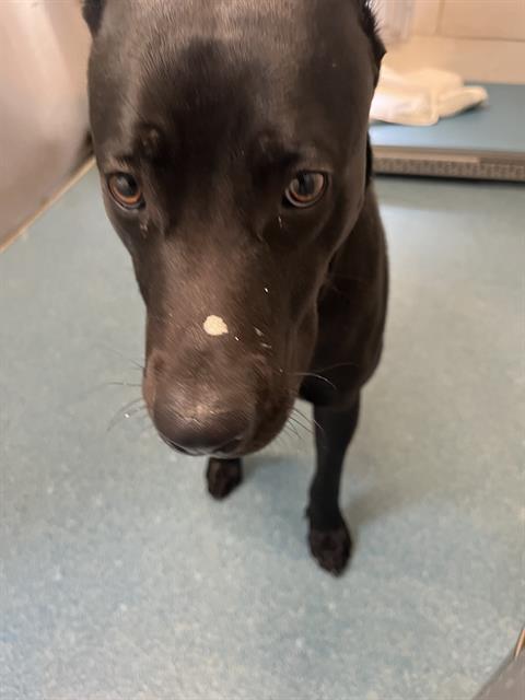 FUSION, an adoptable Labrador Retriever in Pearland, TX