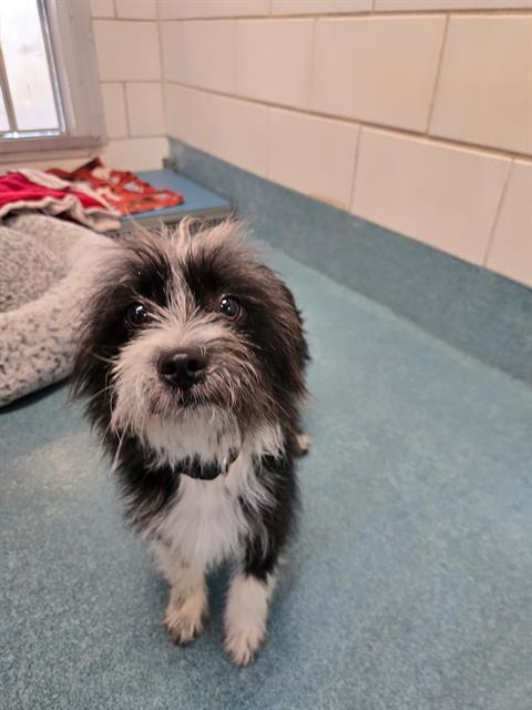 FRITO, an adoptable Terrier in Pearland, TX