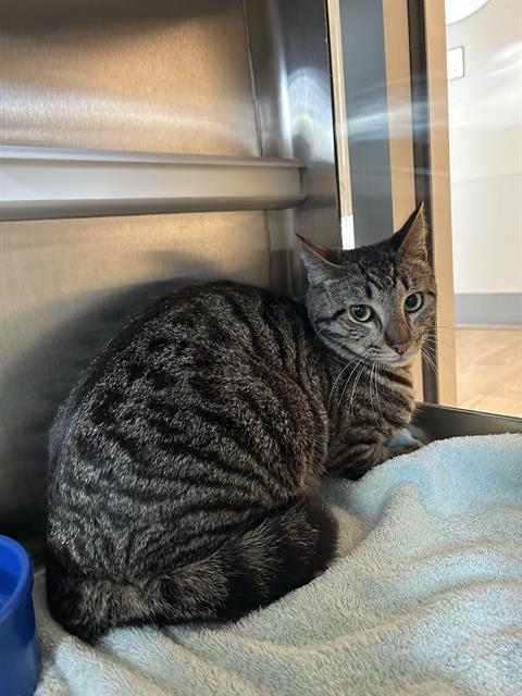 PETER, an adoptable Domestic Short Hair in Pearland, TX