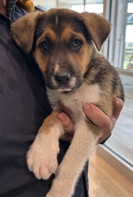 WILLOW, an adoptable Beagle in Pearland, TX