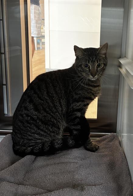 ALEX, an adoptable Domestic Short Hair in Pearland, TX