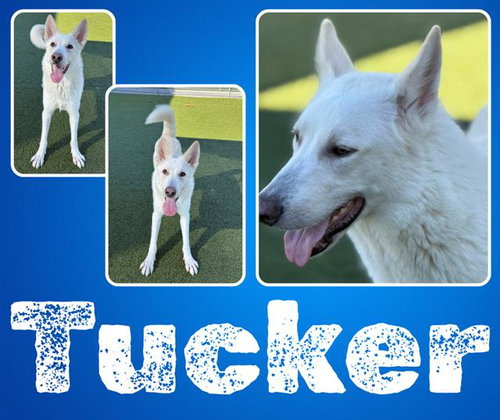 TUCKER, an adoptable German Shepherd Dog in Pearland, TX
