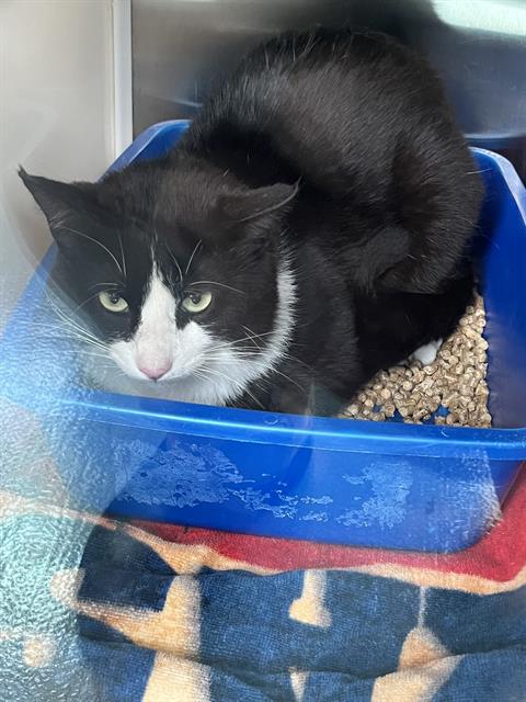 BENEDICT, Adult Domestic Short Hair (medium coat), cat for adoption in Friendswood, Texas
