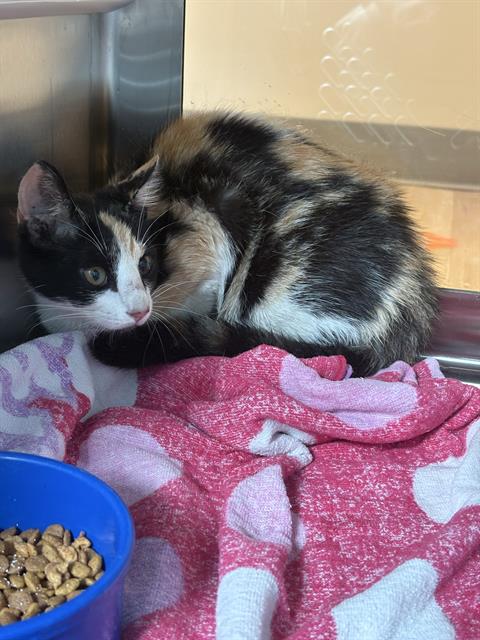 MALIBU, Young Domestic Short Hair (medium coat), cat for adoption in Friendswood, Texas