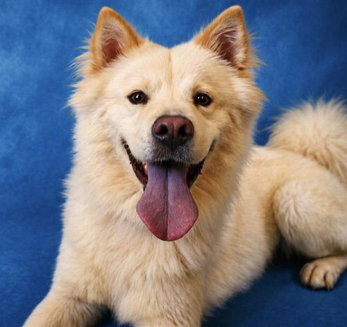 KUMA, an adoptable Chow Chow in Pearland, TX