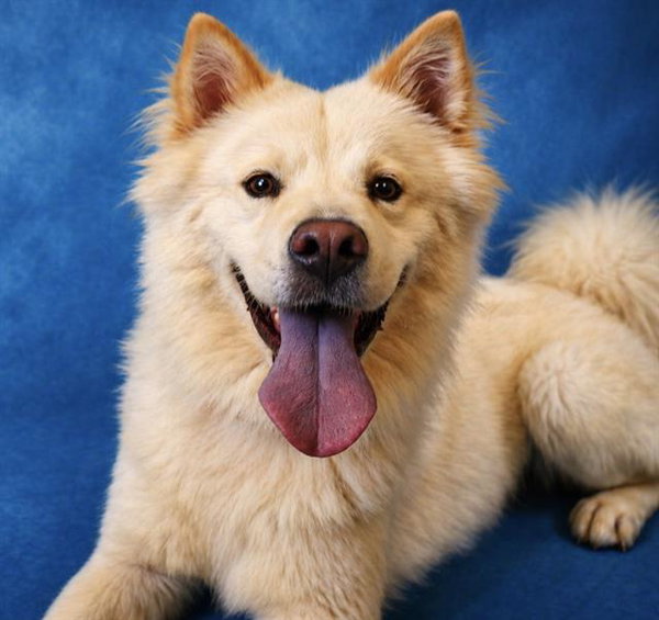 KUMA