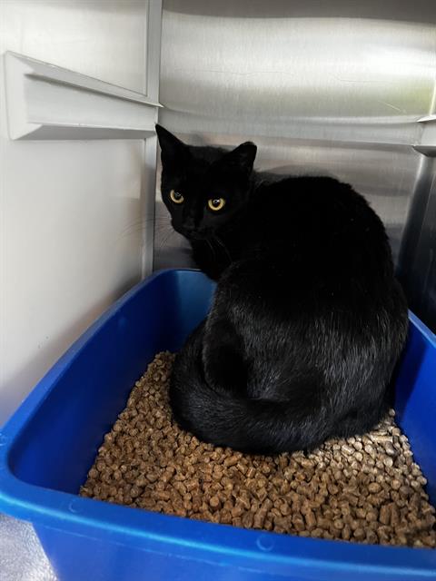 UMBREON, Adult Domestic Short Hair (medium coat), cat for adoption in Friendswood, Texas