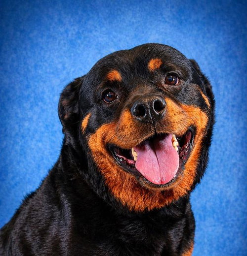 CALI, an adoptable Rottweiler in Pearland, TX
