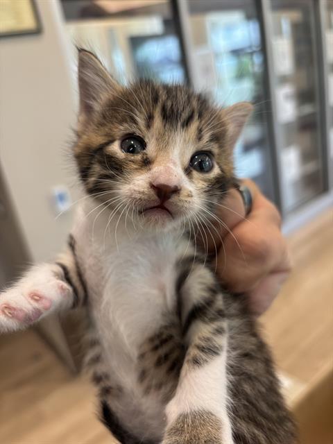 FRAN