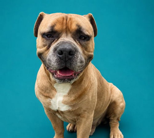 DRACO, an adoptable American Bulldog in Pearland, TX
