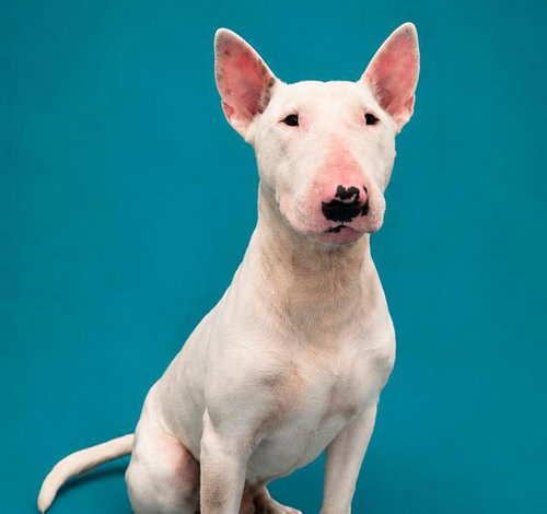 DEX, an adoptable Bull Terrier in Pearland, TX