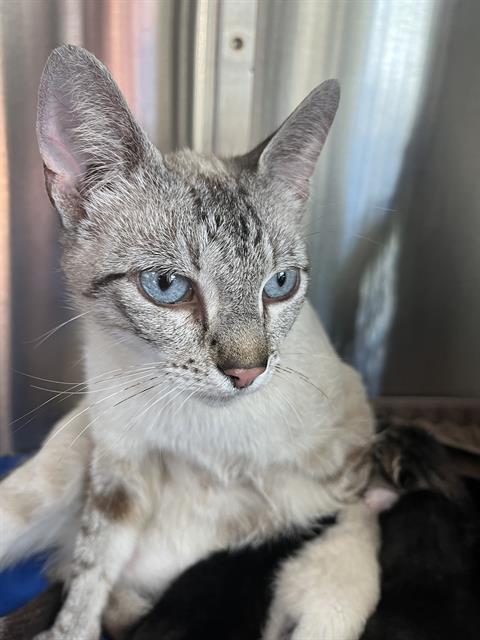 DUMPLING, an adoptable Domestic Short Hair in Pearland, TX