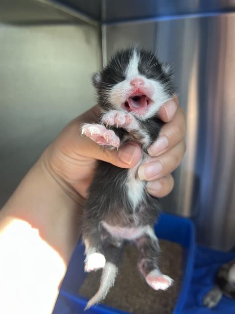 EGG ROLL, an adoptable Domestic Short Hair in Pearland, TX