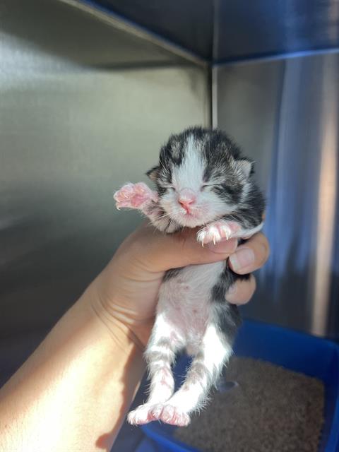 SPRING ROLL, an adoptable Domestic Short Hair in Pearland, TX