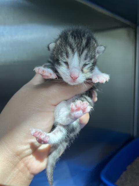 WON TON, an adoptable Domestic Short Hair in Pearland, TX