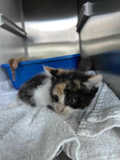 MAGGIE, an adoptable Domestic Short Hair in Pearland, TX