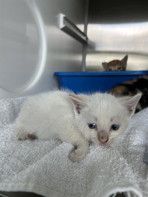 HOMER, an adoptable Domestic Short Hair in Pearland, TX