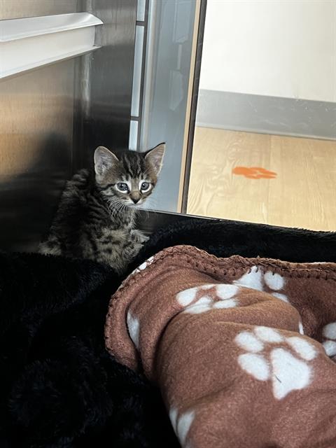 LUCKY, an adoptable Domestic Short Hair in Pearland, TX