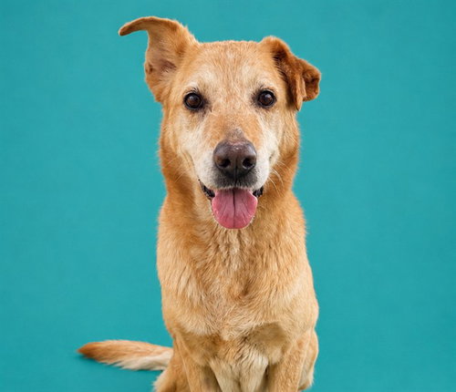 NORTH, an adoptable Carolina Dog in Pearland, TX