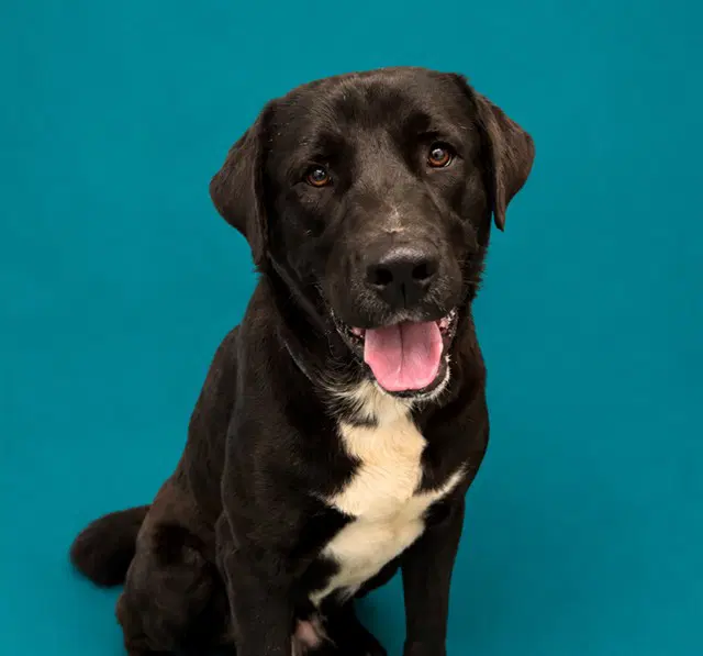 Steinway - Labrador Retriever