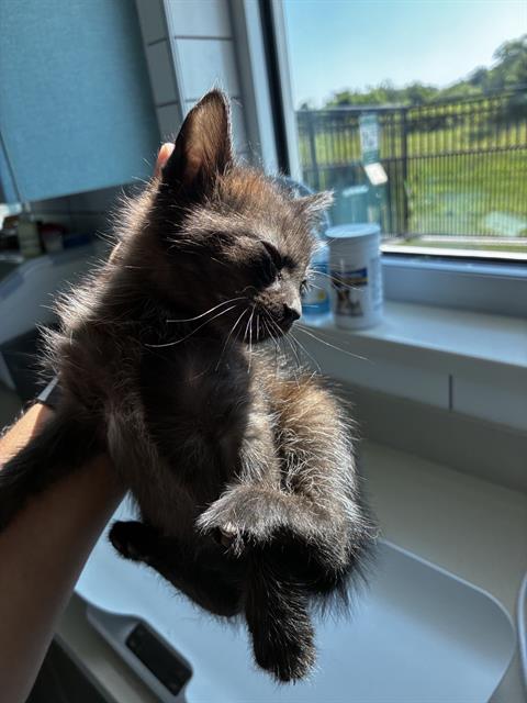 LOGAN