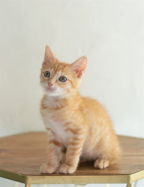 HOBBES