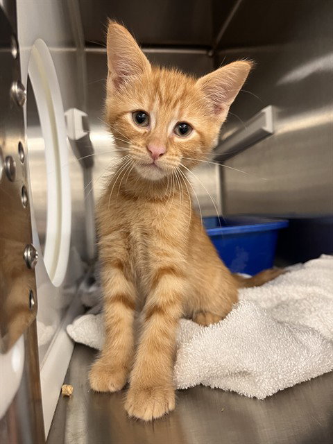 PAX, Baby Domestic Short Hair (medium coat), cat for adoption in League City, Texas