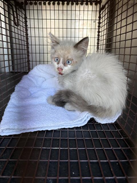 MIGHTY, Baby Domestic Short Hair (medium coat), cat for adoption in League City, Texas