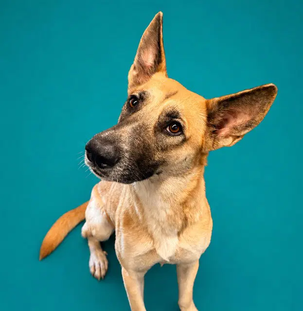 Chippy - German Shepherd Dog