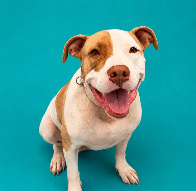 Beuller - Pit Bull Terrier