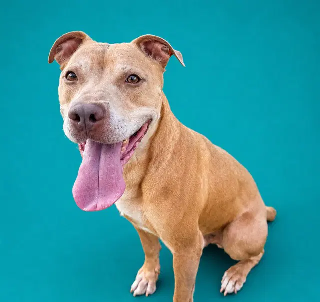 Dino - Pit Bull Terrier
