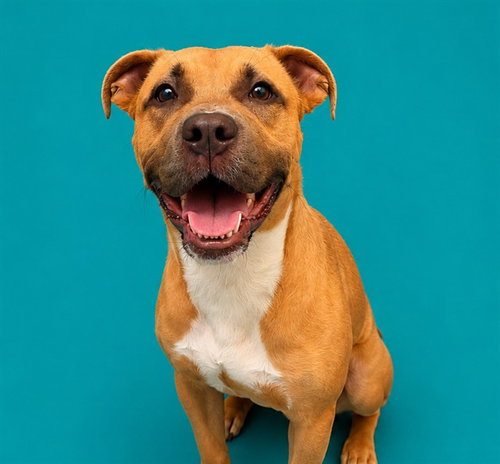 BUFFY, an adoptable Pit Bull Terrier in Pearland, TX