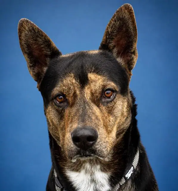 Terry - German Shepherd Dog