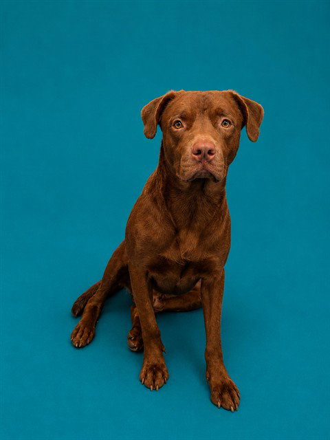 picture of the dog needing adoption