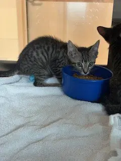 Dewy - Domestic Short Hair