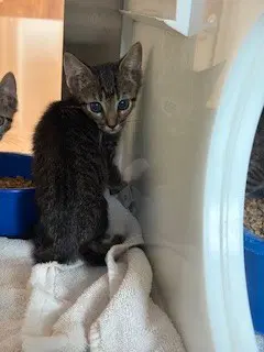 Huey - Domestic Short Hair