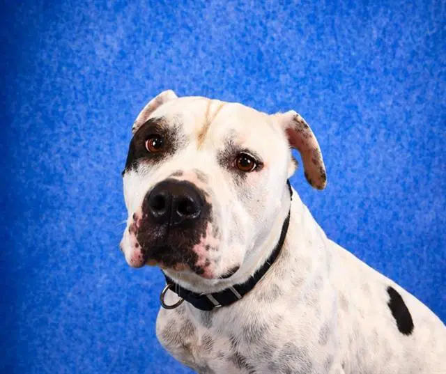 Spot - Pit Bull Terrier