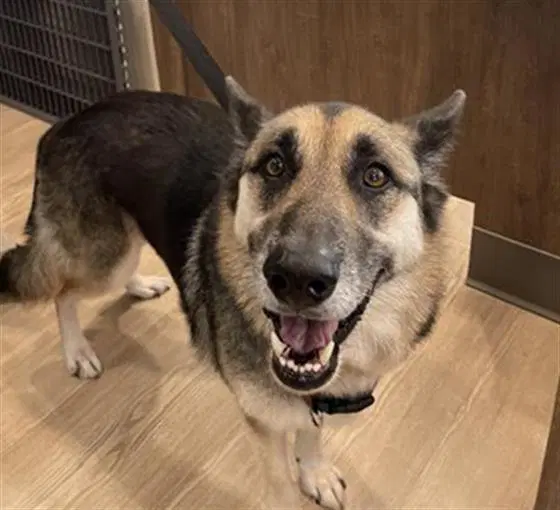 Max - German Shepherd Dog
