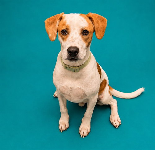 picture of the dog needing adoption