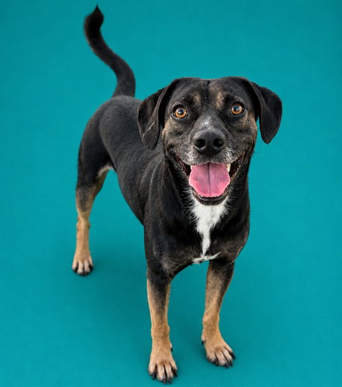 picture of the dog needing adoption