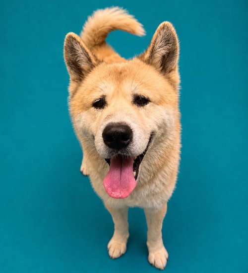 picture of the dog needing adoption