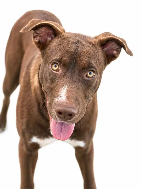 Fireball - American Pit Bull Terrier