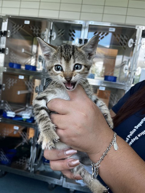 picture of the cat needing adoption